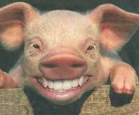 猪都笑了