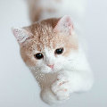 sscat