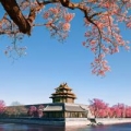 玄天婵