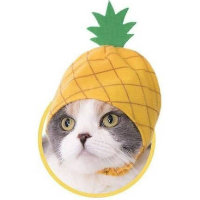 菠萝猫