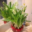神采飞扬的栀子花19010312