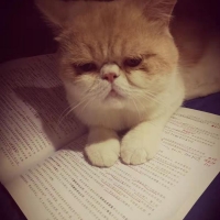 看书喝茶嗑瓜子撸猫猫
