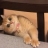 纯洁的猕猴桃19112210